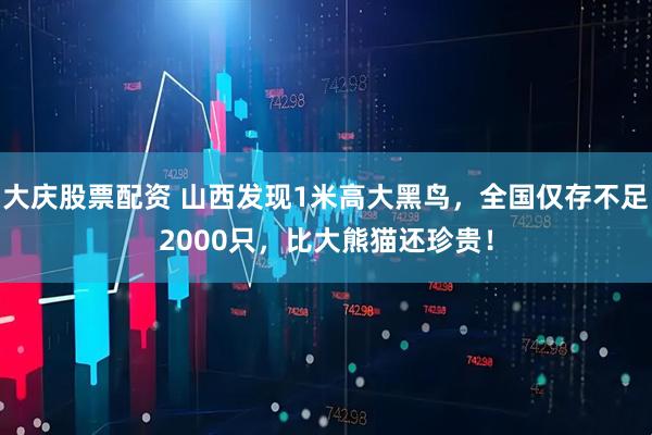大庆股票配资 山西发现1米高大黑鸟，全国仅存不足2000只，比大熊猫还珍贵！